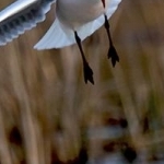 204A0114Attaque de mouette
